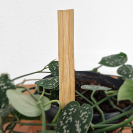 Étiquettes à piquer bambou - 150 x 20 mm - 100 étiquettes