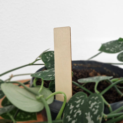 Étiquettes à piquer bois  - 100 x 20 mm - 100 étiquettes